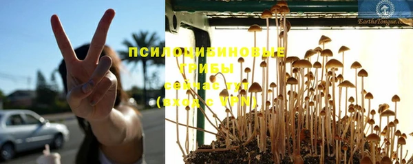 ГАЛЛЮЦИНОГЕННЫЕ ГРИБЫ Кукмор