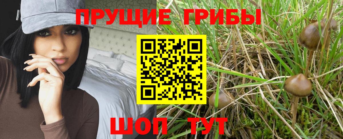Псилоцибиновые грибы Psilocybe Липецк